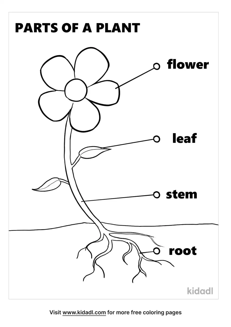 Parts Of A Plant Coloring Page