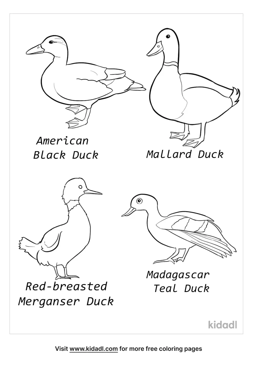Duck Identification