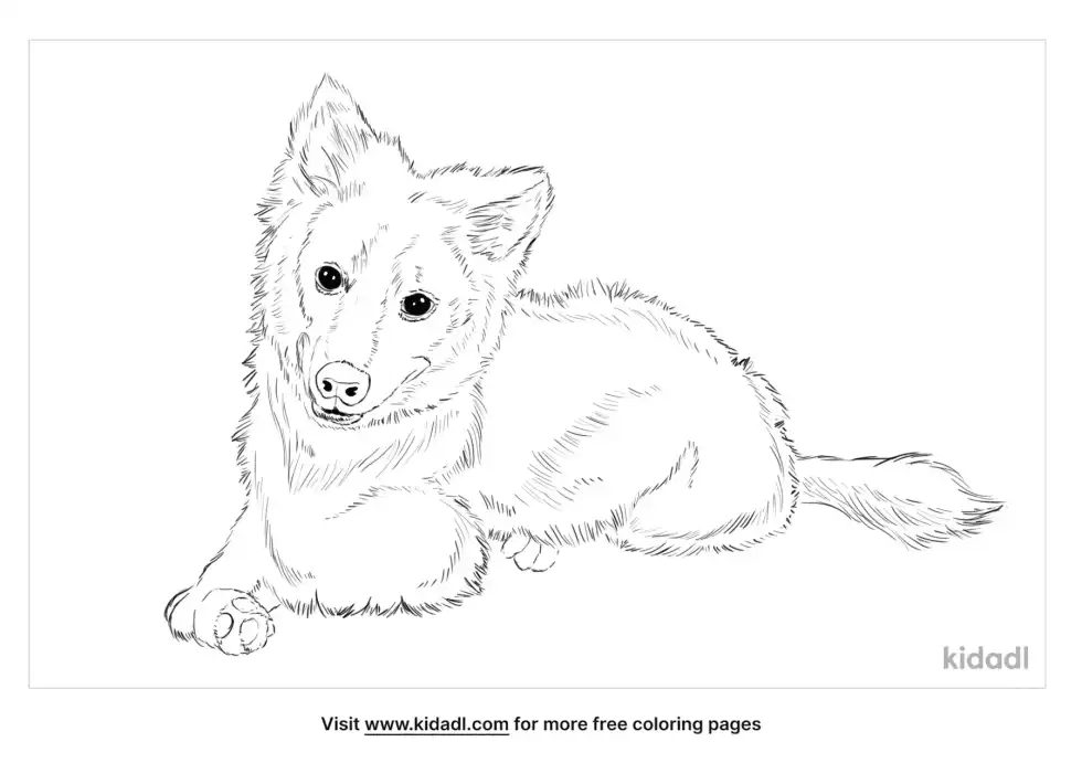 American Eskimo Dog Coloring Page