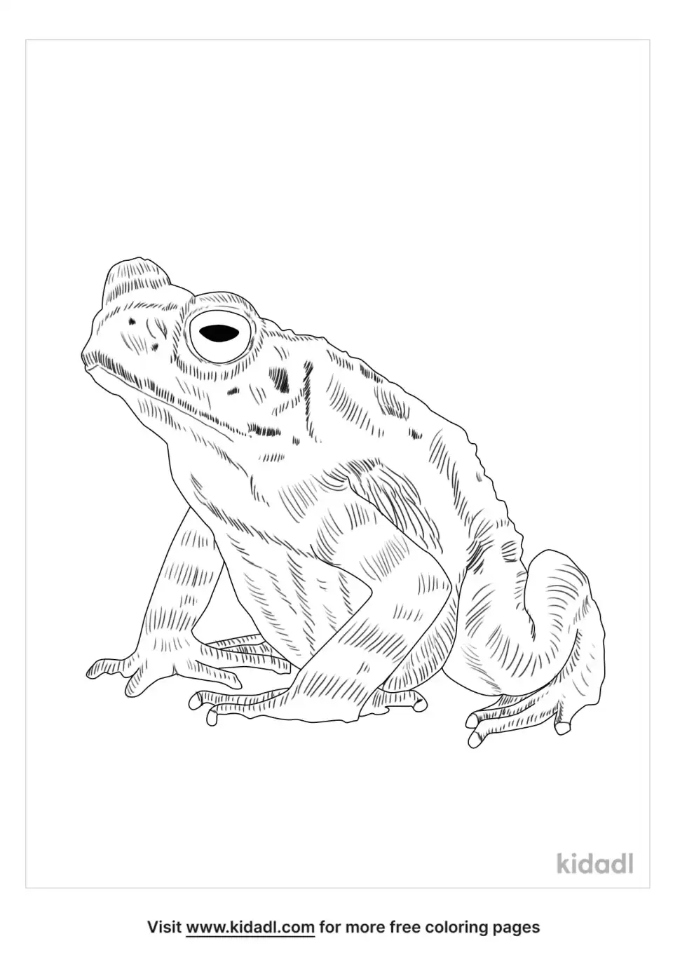 Marine Toad Coloring Page