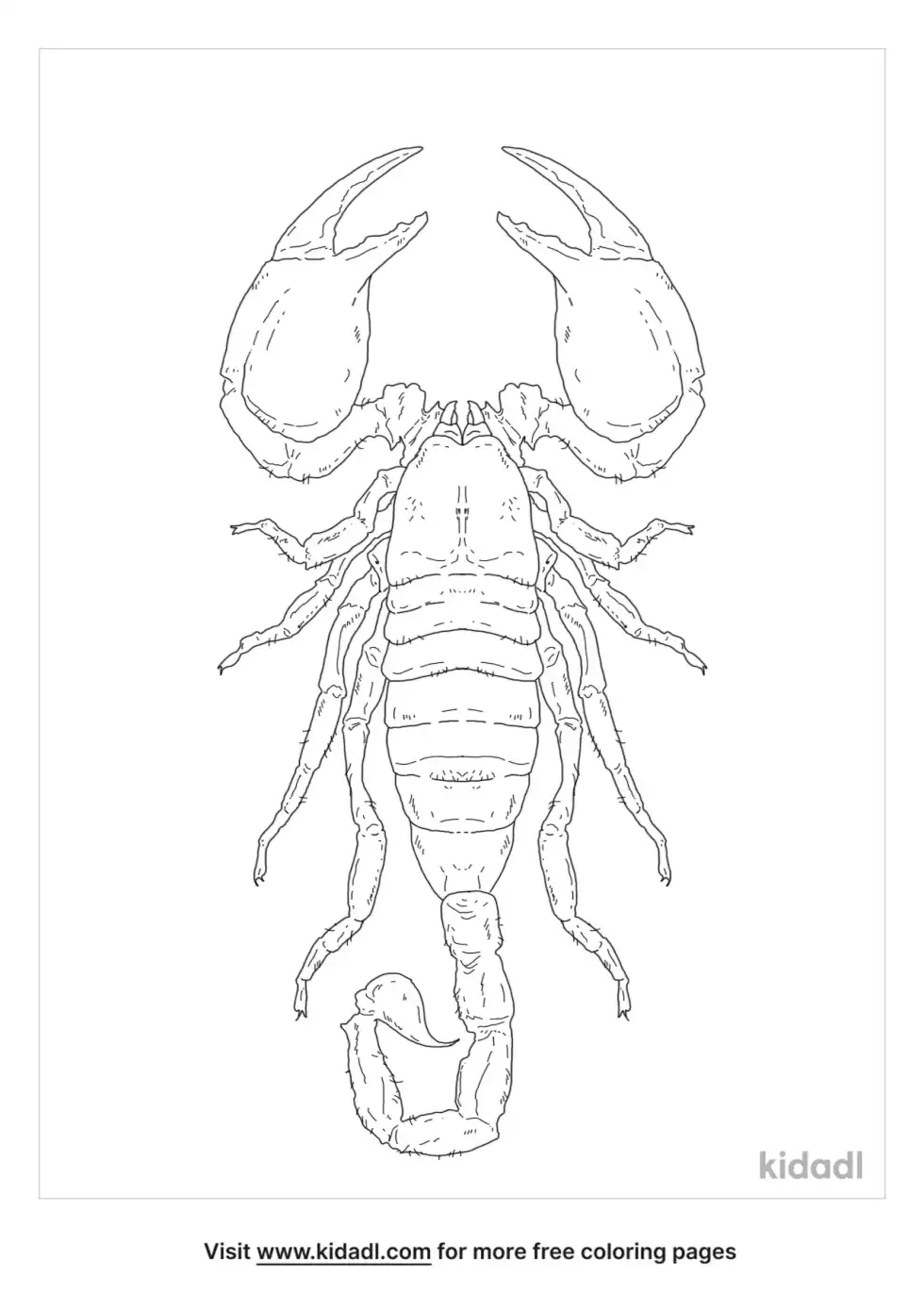 Emperor Scorpion Coloring Page