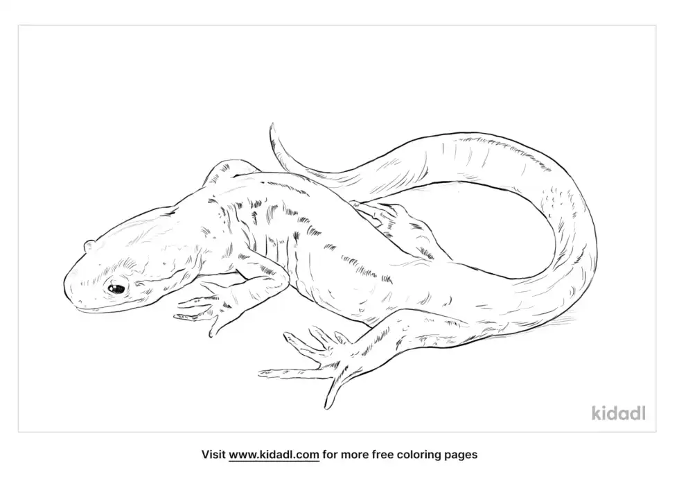 Jefferson Salamander Coloring Page