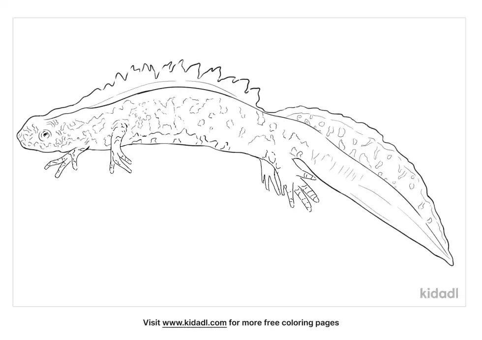 Great Crested Newt Coloring Page