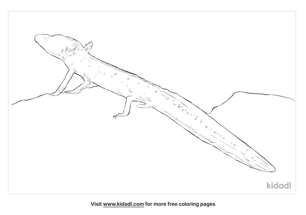Texas Blind Salamander Coloring Page