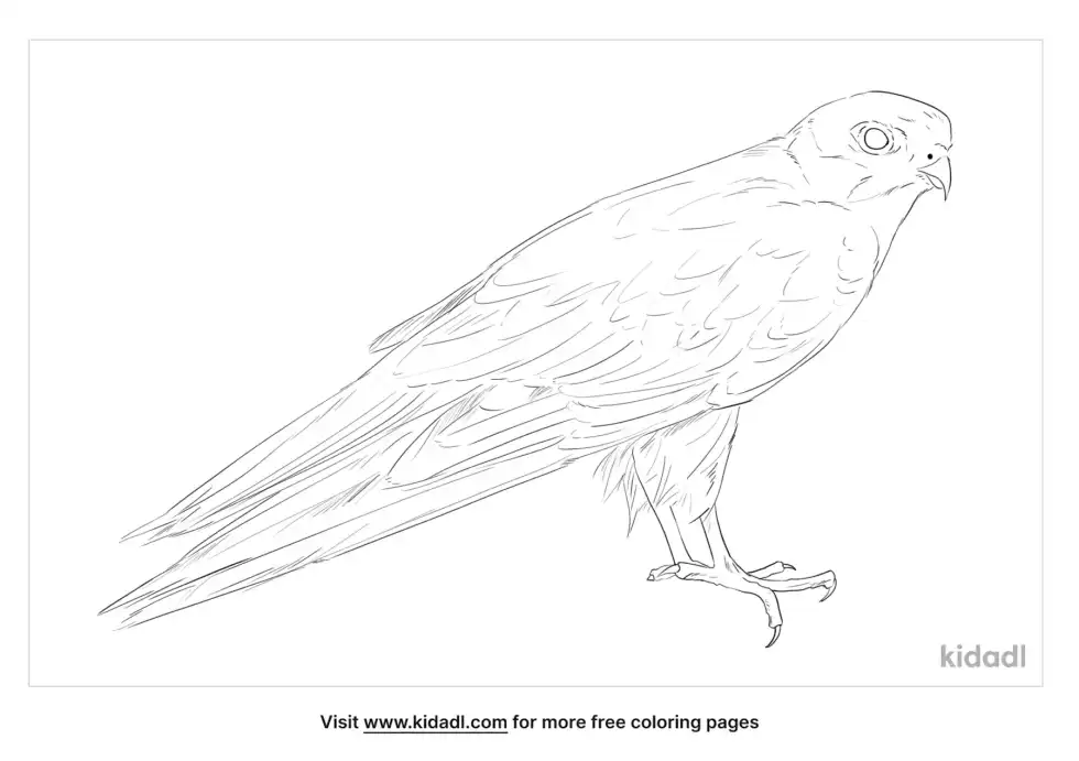Eurasian Hobby Coloring Page