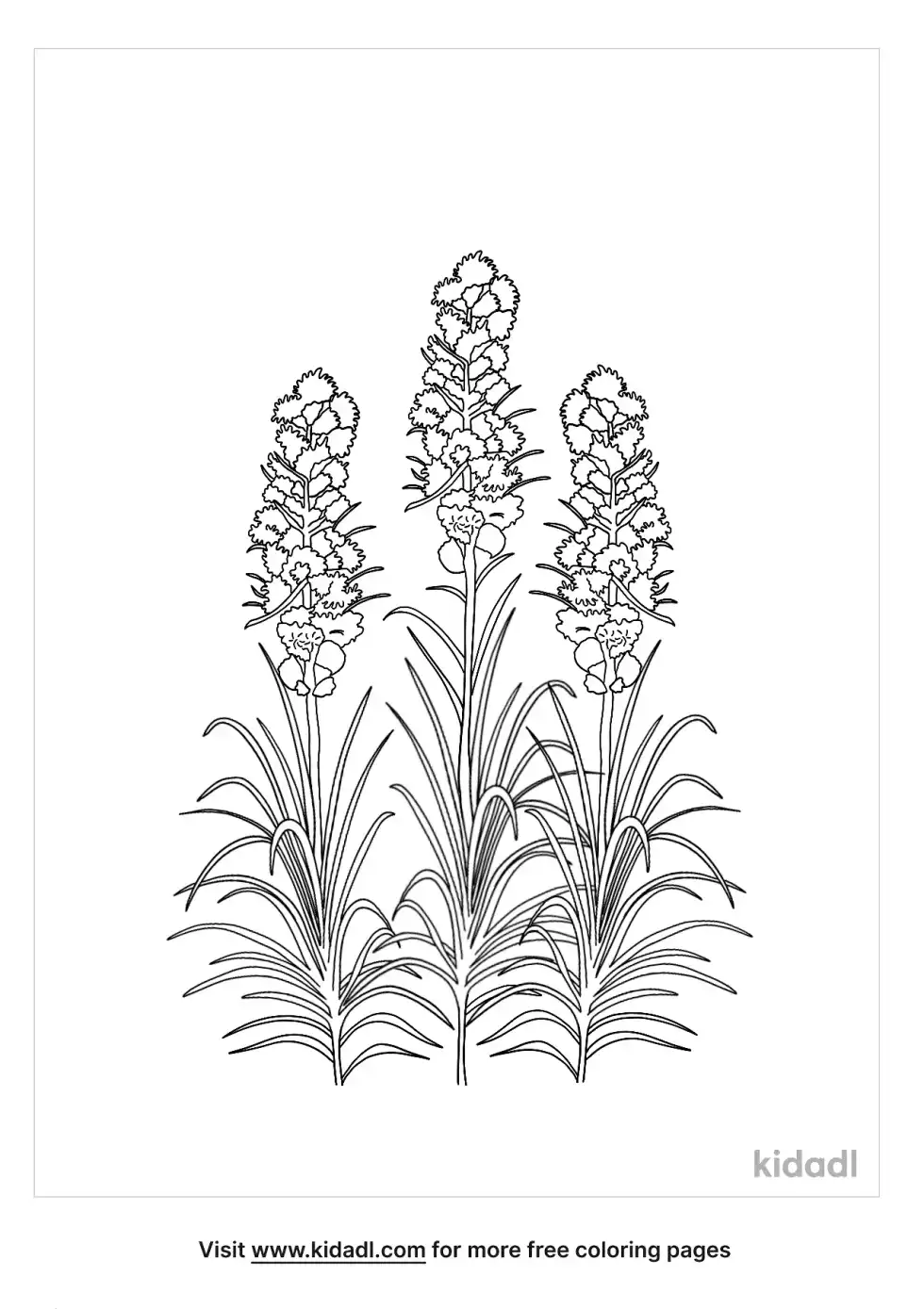 Blazing Star Coloring Page