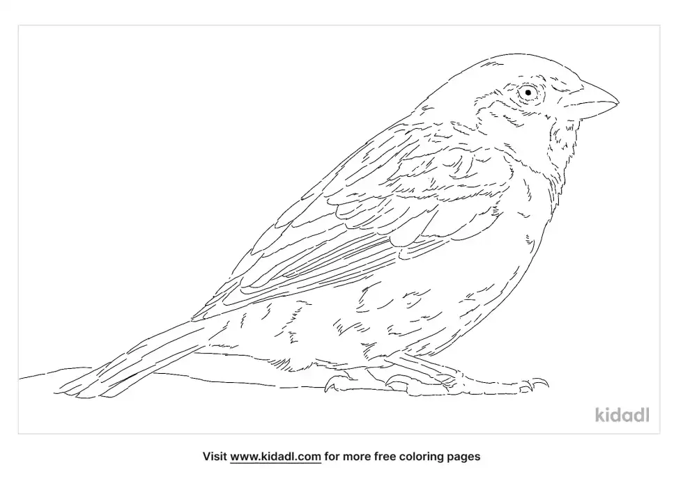 Italian Sparrow Coloring Page