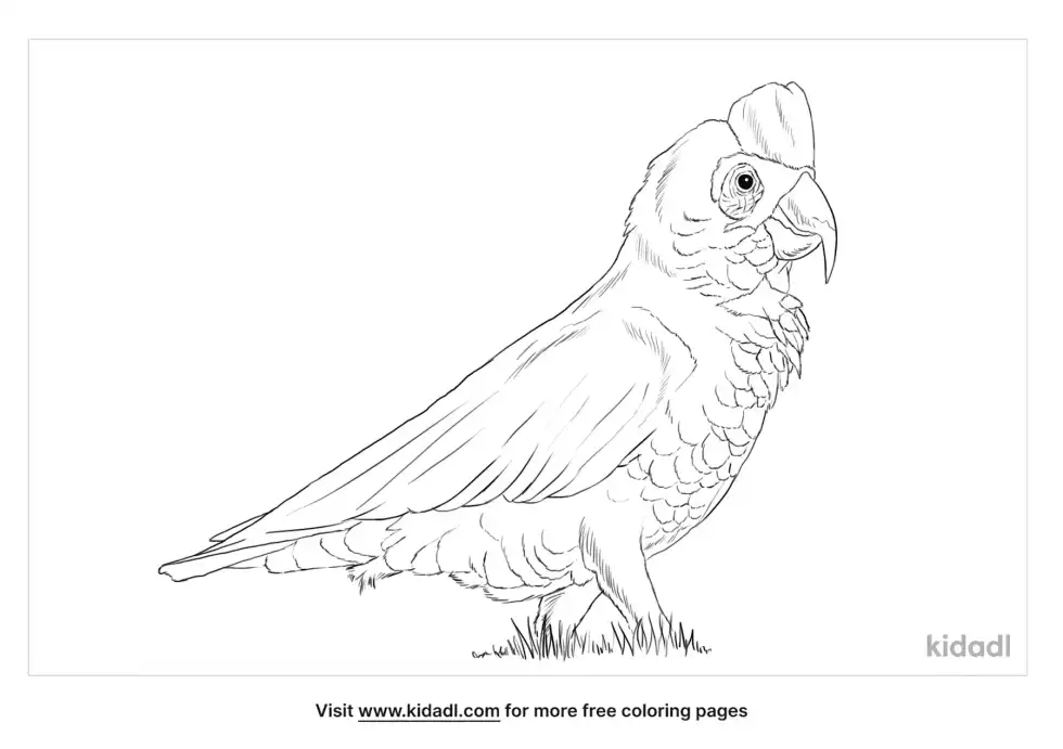 Long Billed Corella Coloring Page