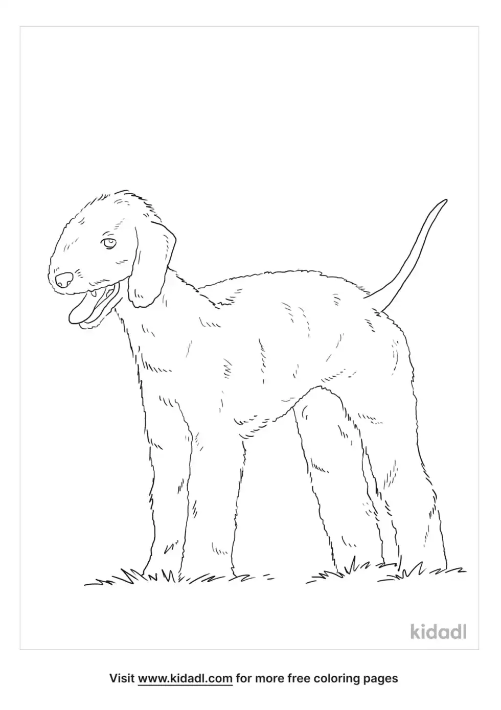 Bedlington Terrier Coloring Page