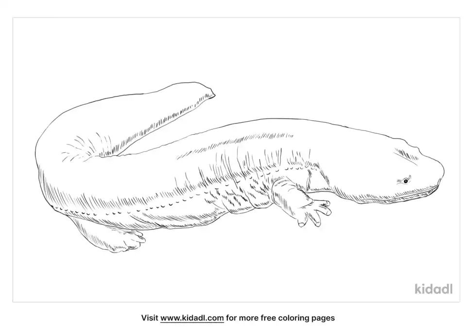 Japanese Giant Salamander Coloring Page