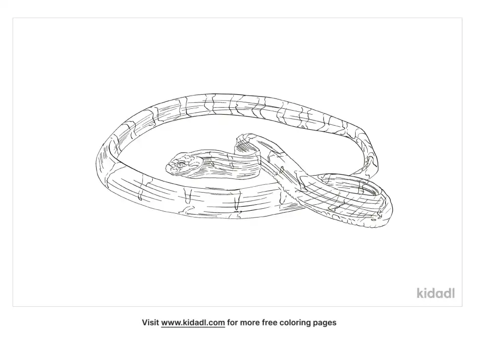 Dog Toothed Cat Snake Coloring Page