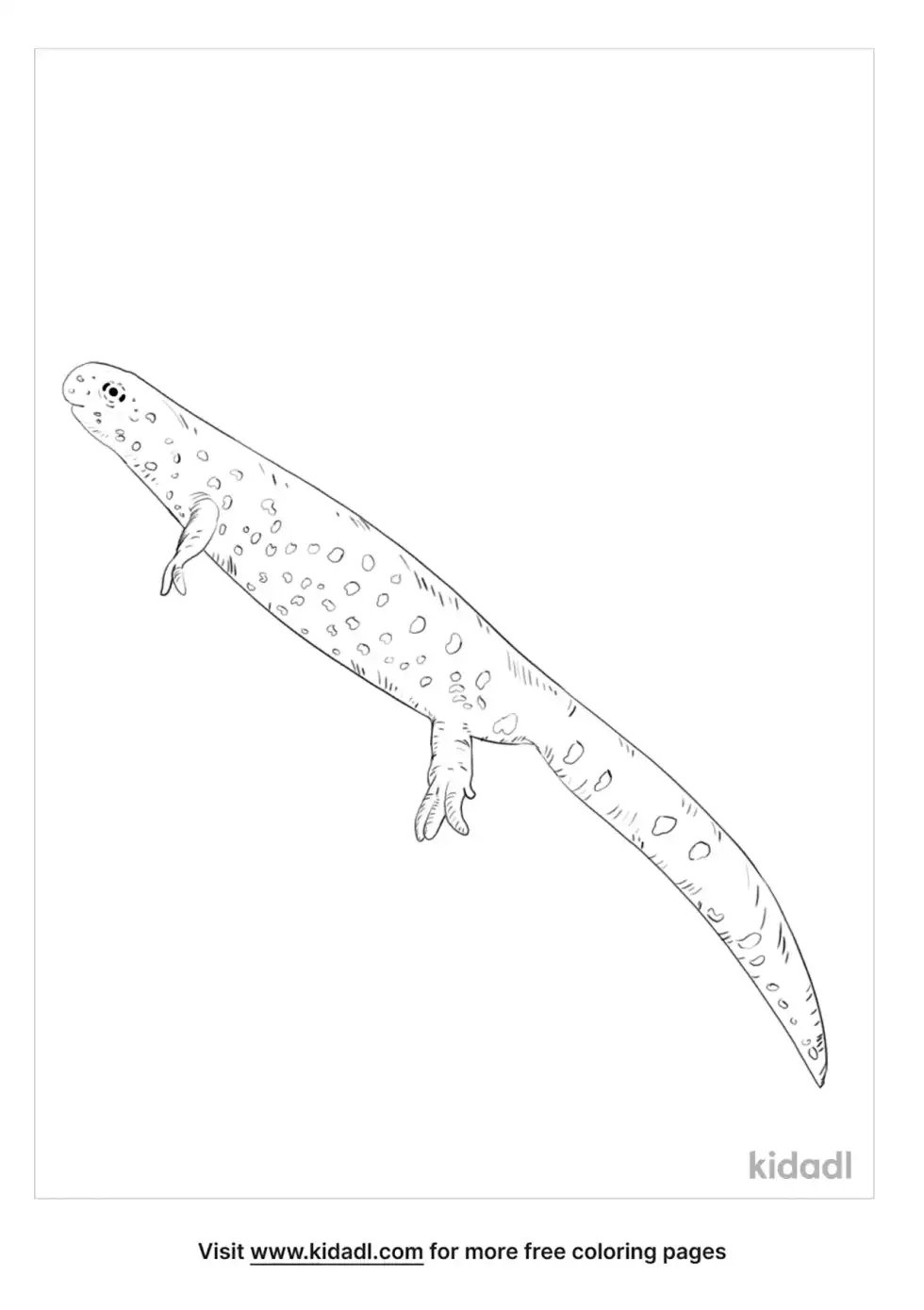 Black-Spotted Newt Coloring Page