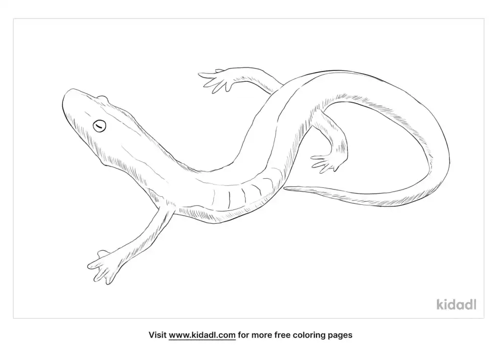 Grotto Salamander Coloring Page