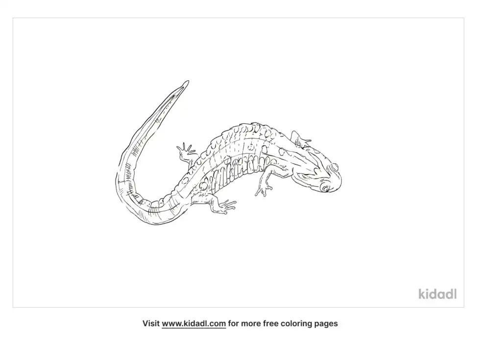 Emperor Newt Coloring Page