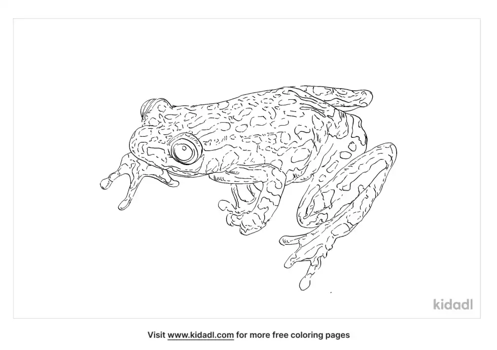 Hyperoliidae Coloring Page