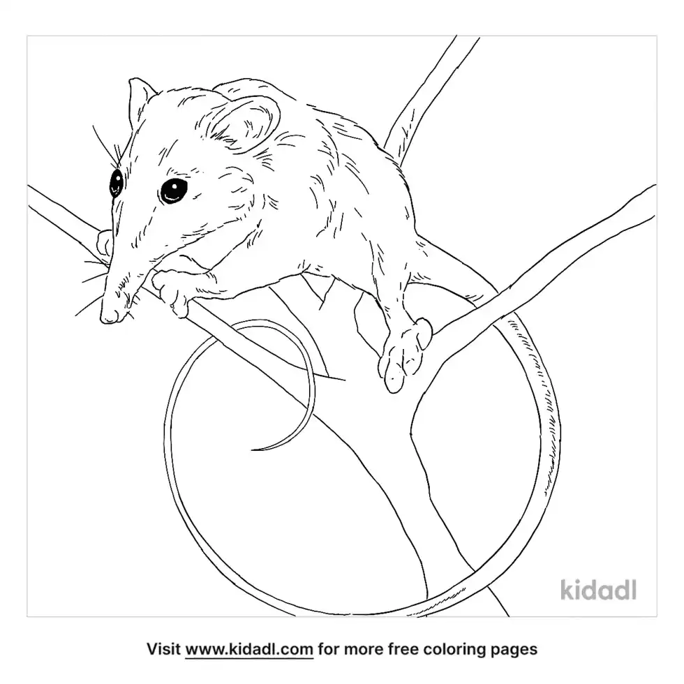 Honey Possum Coloring Page