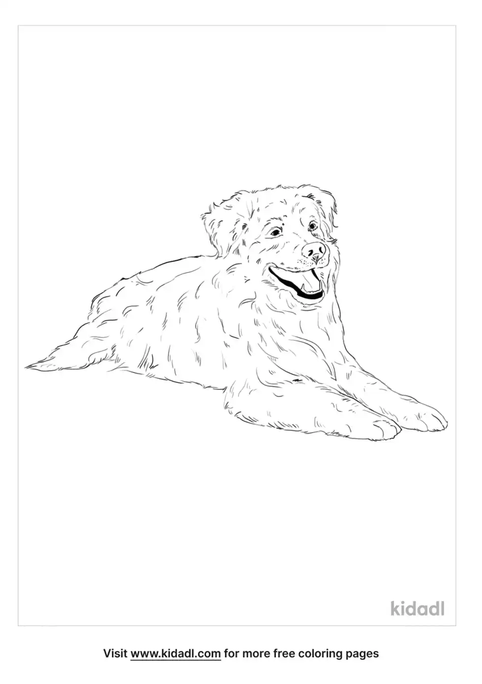 Australian Retriever Coloring Page