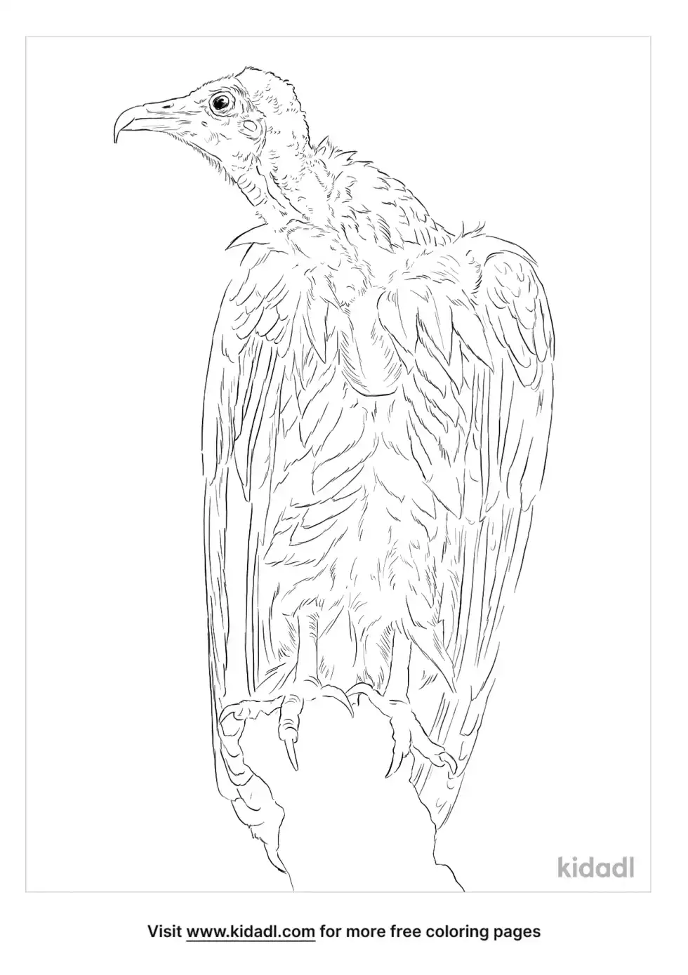 Hooded Vulture Coloring Page