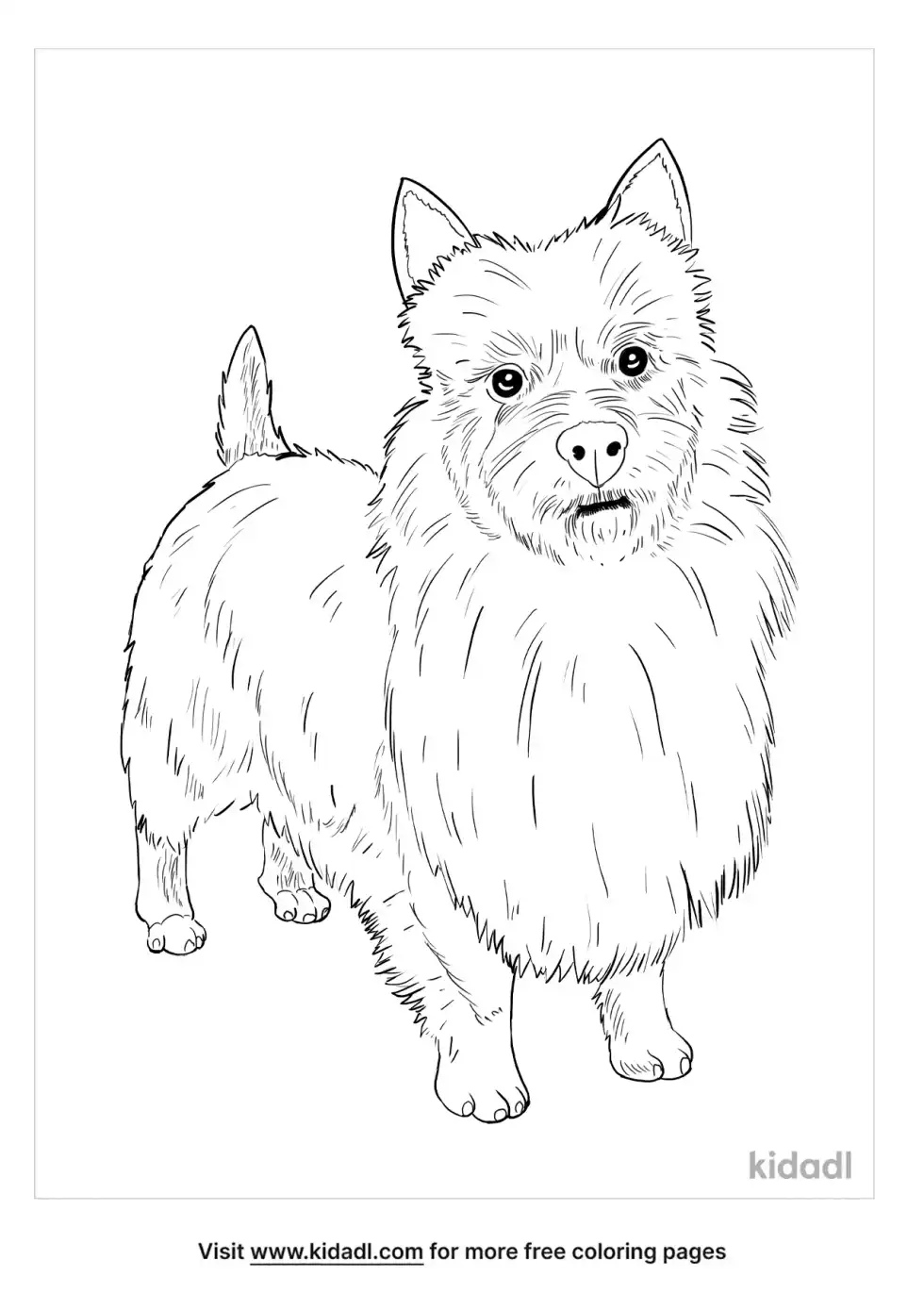 Australian Terrier Coloring Page