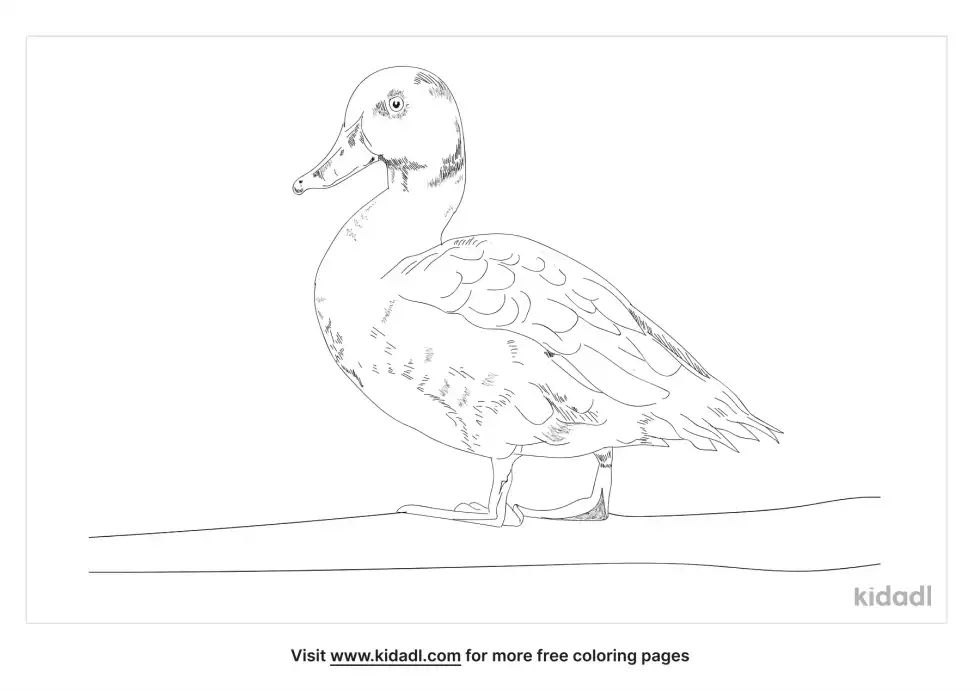 Madagascar Pochard Coloring Page