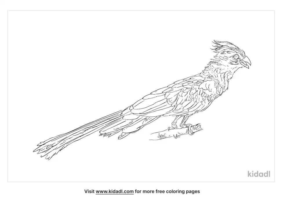 Grey Go Away Bird Coloring Page