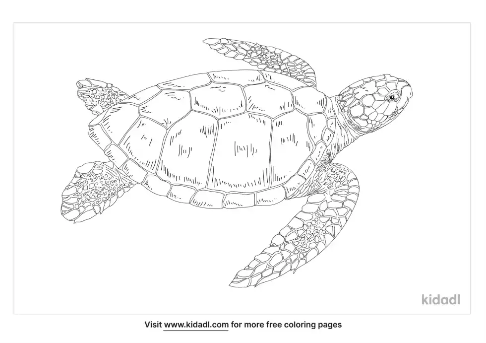 Loggerhead Sea Turtle Coloring Page