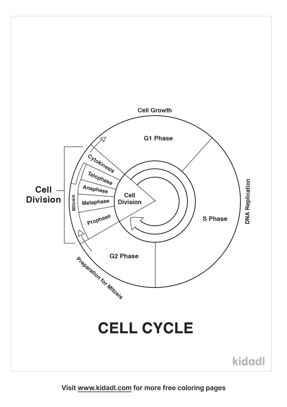 Cell Cycle Coloring Page