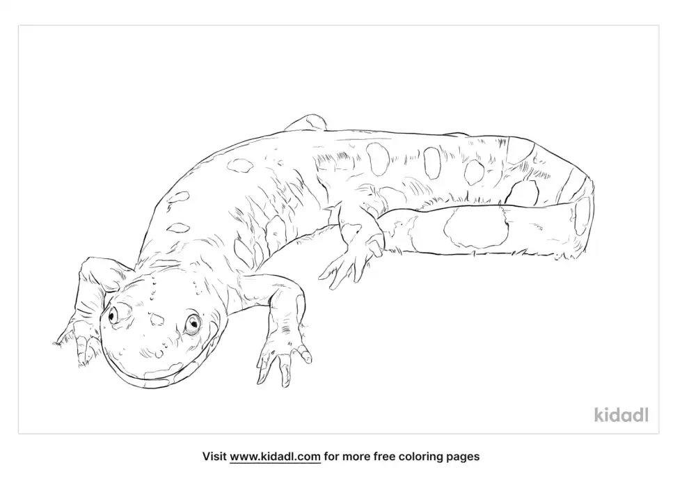 California Tiger Salamander Coloring Page