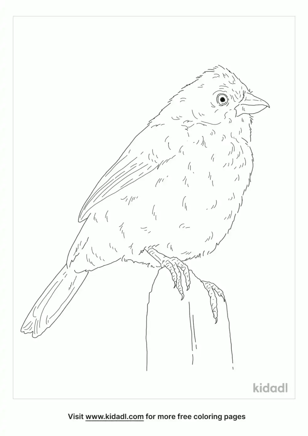 Blue-Black Grassquit Coloring Page