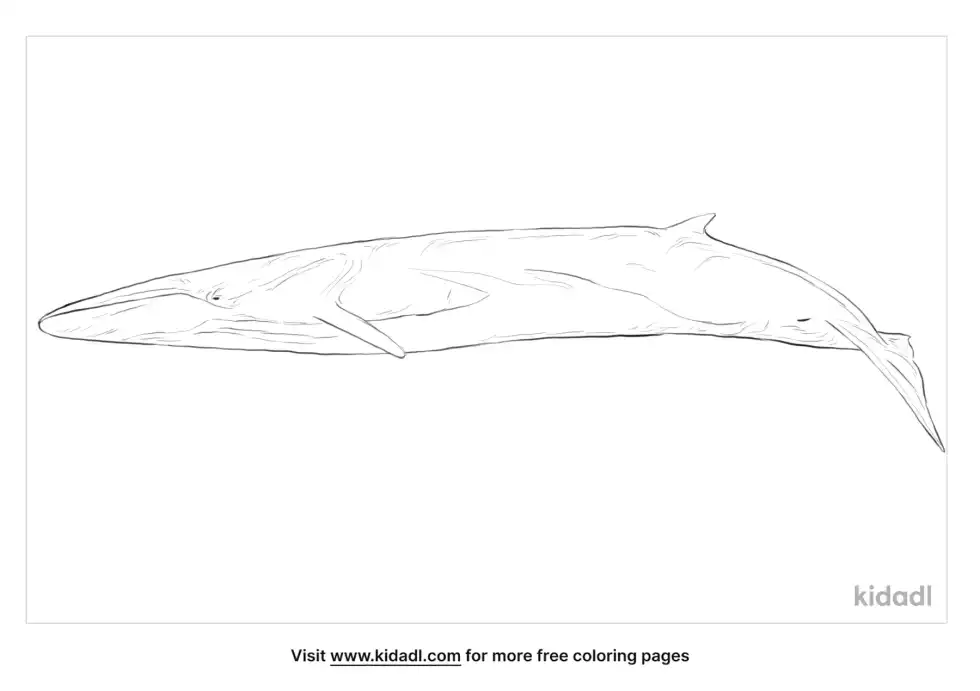 Fin Whale Coloring Page