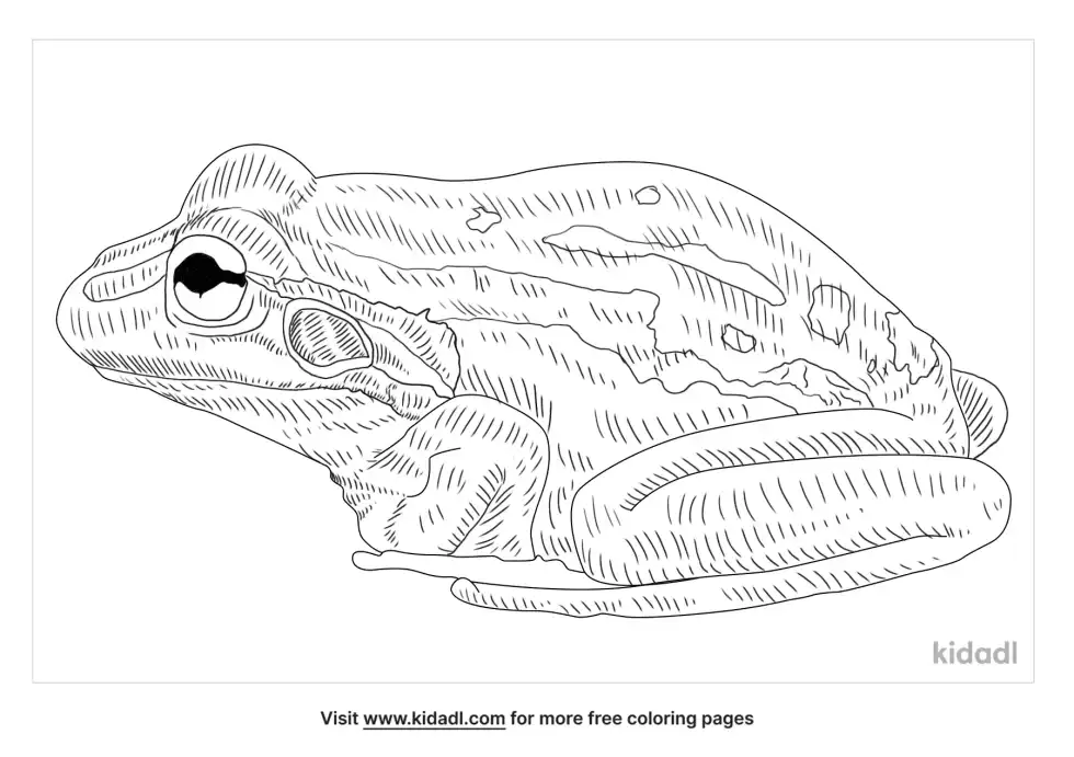 Pine Barrens Treefrog Coloring Page