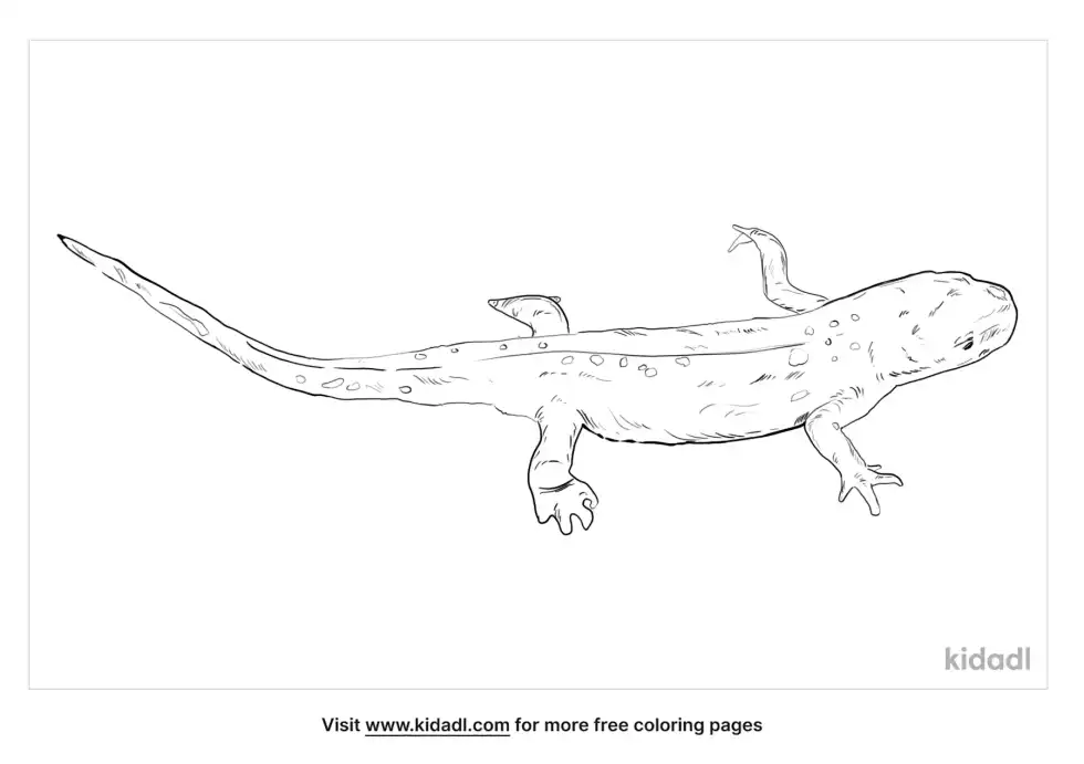 Common Newt Coloring Page