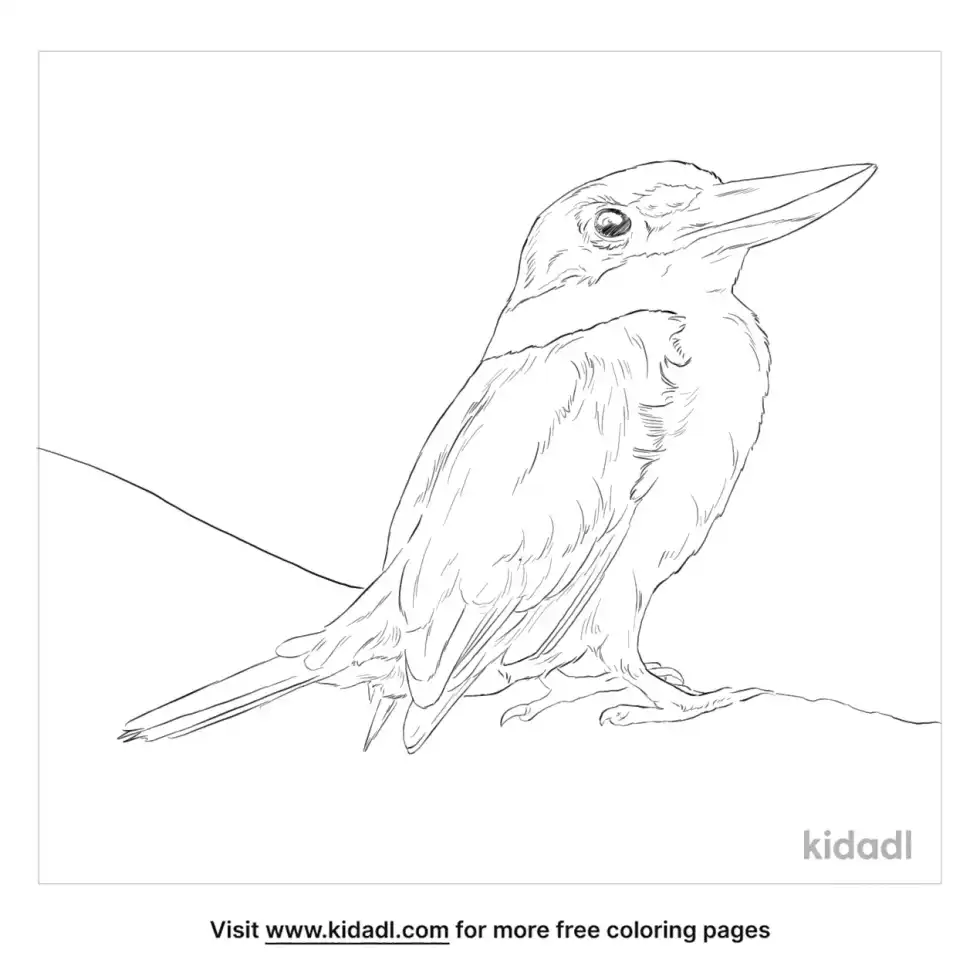 White Collared Kingfisher Coloring Page