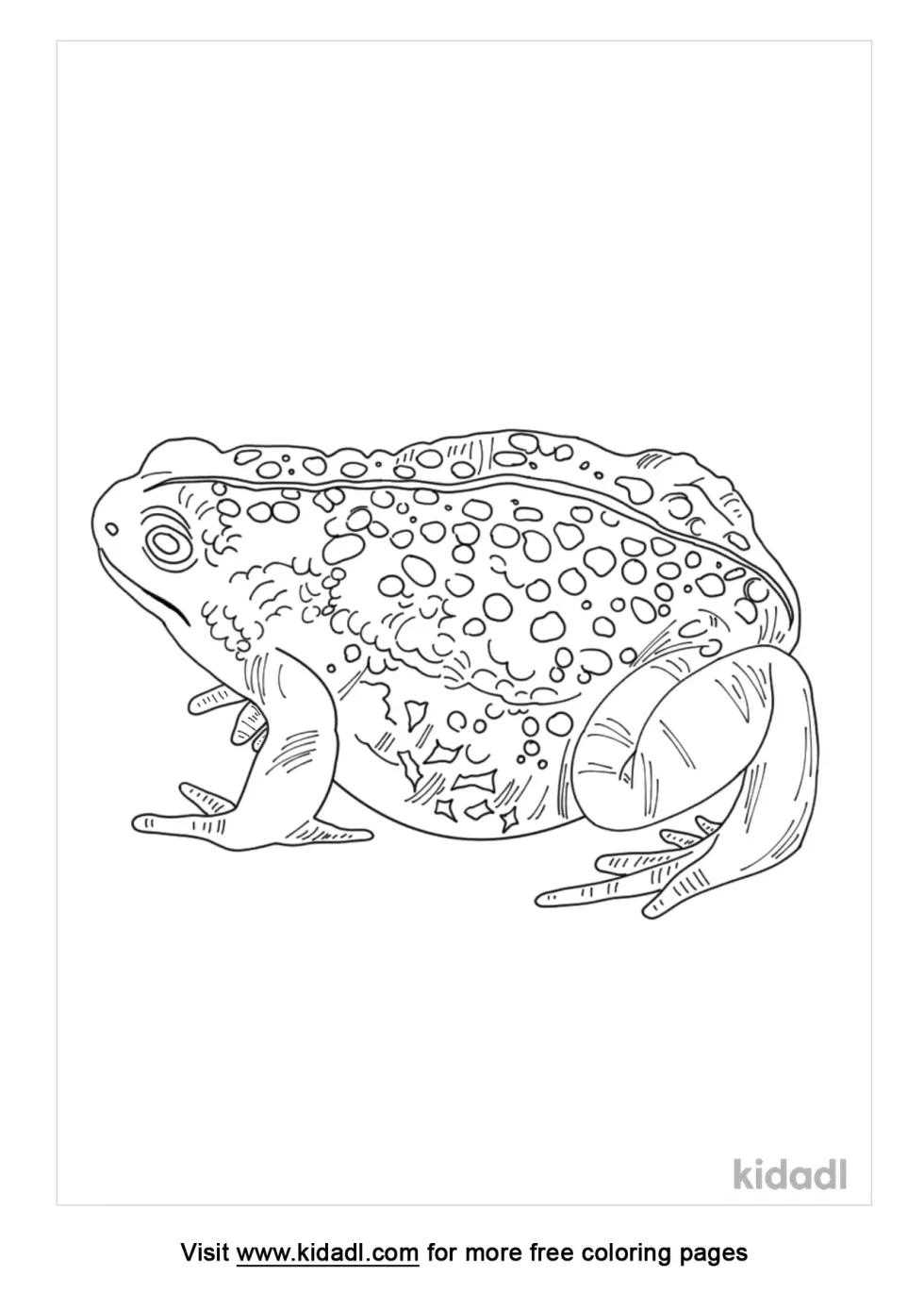 Natterjack Toad Coloring Page