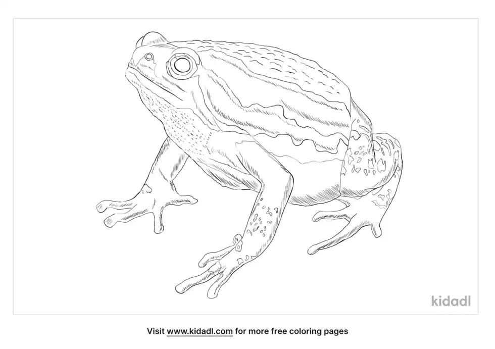 Banded Bullfrog Coloring Page