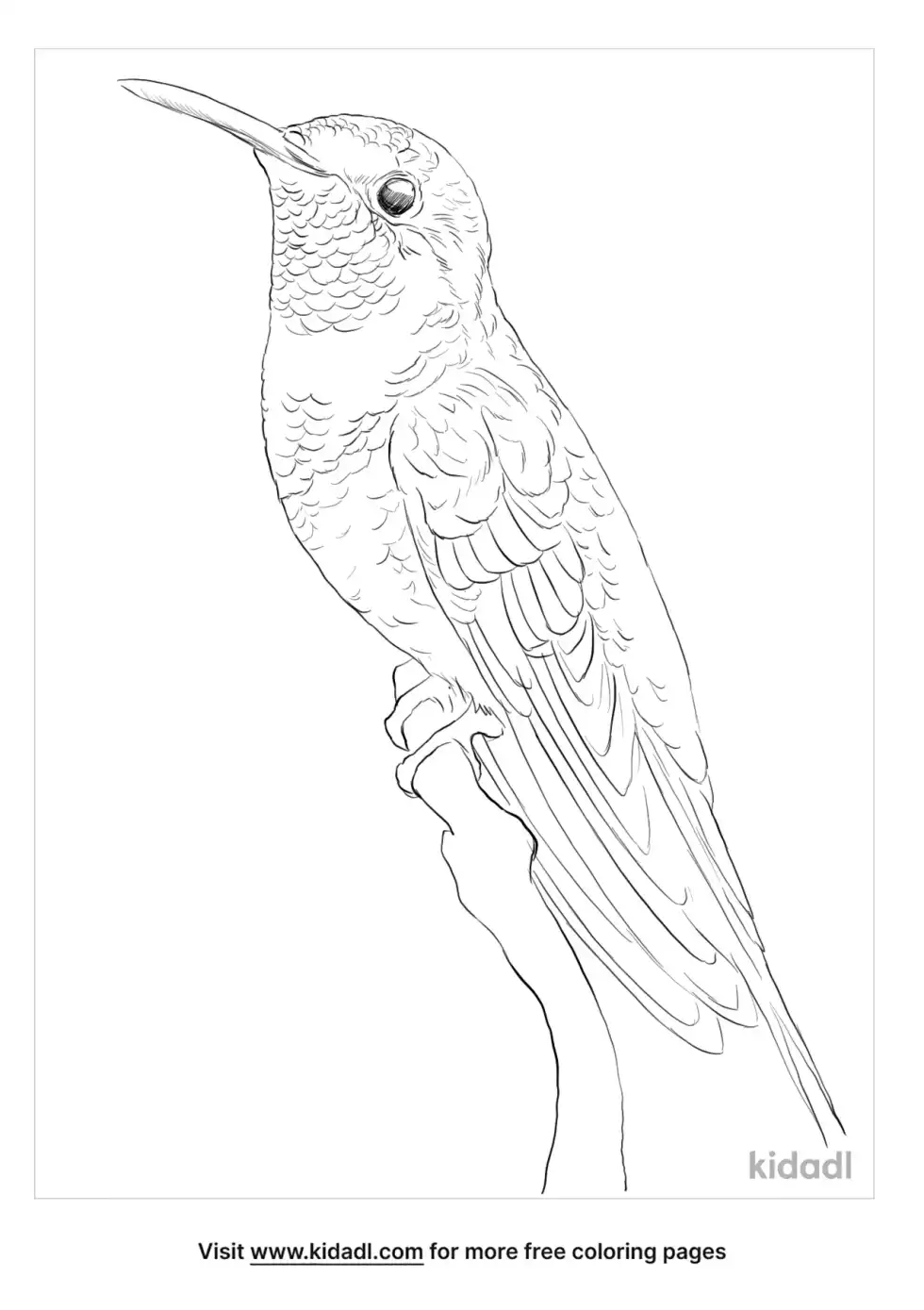 Crowned Woodnymph Coloring Page