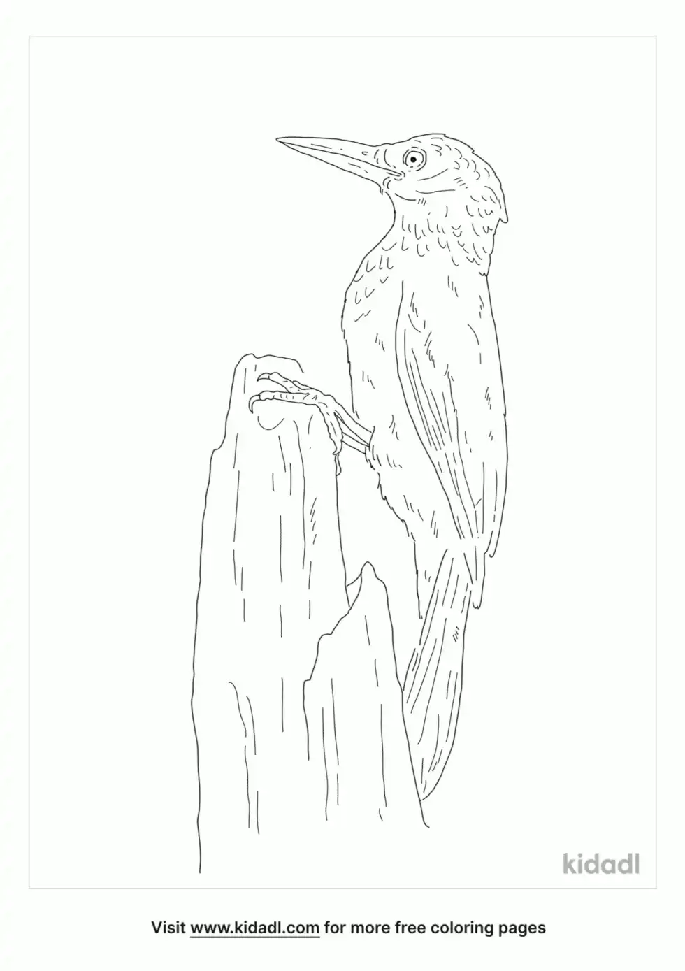 Woodcreeper Coloring Page