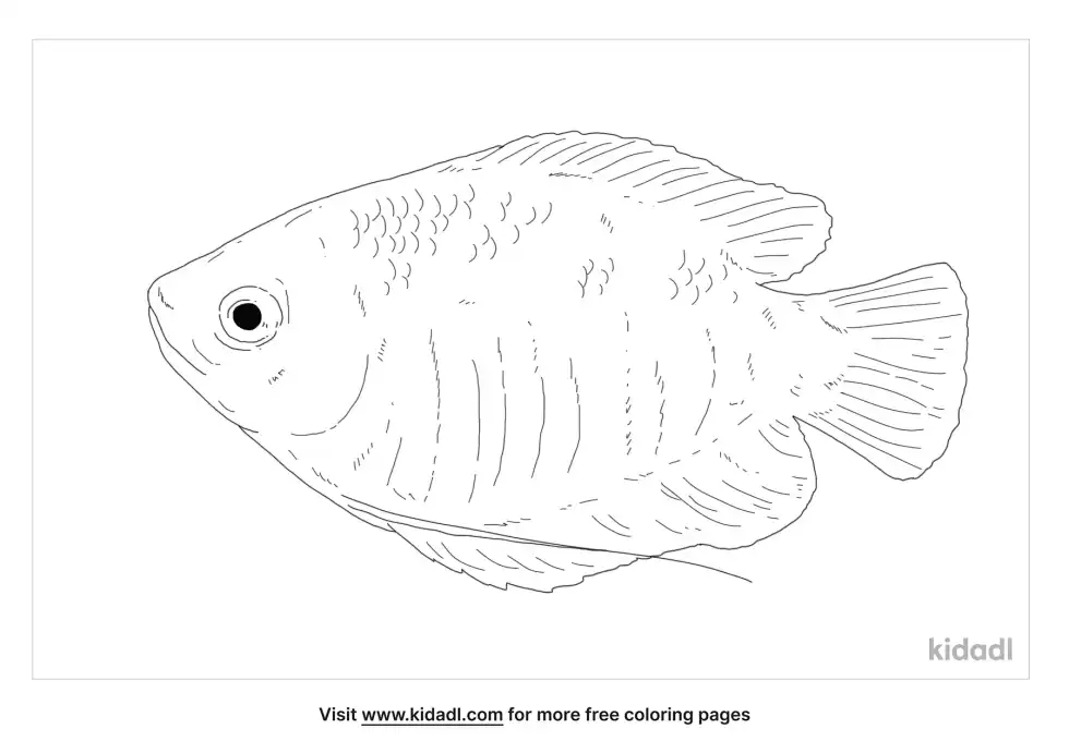 Gourami Coloring Page