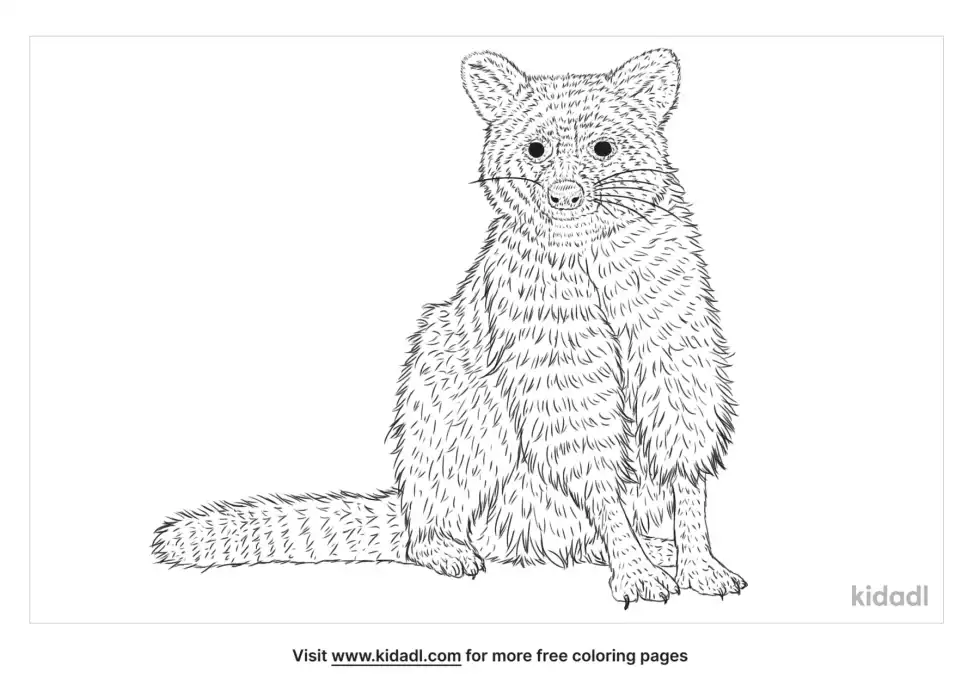 Tres Marias Raccoon Coloring Page