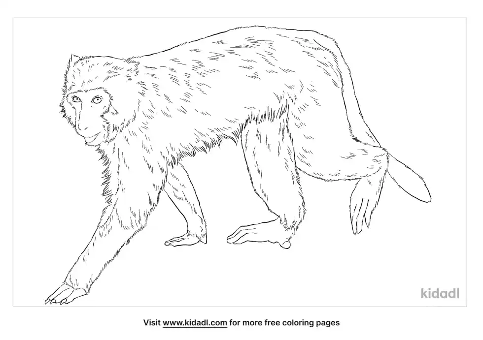 Formosan Rock Macaque Coloring Page