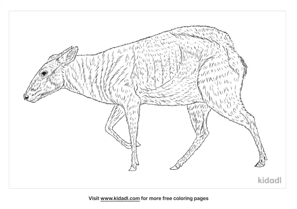 Yellow-Backed Duiker Coloring Page