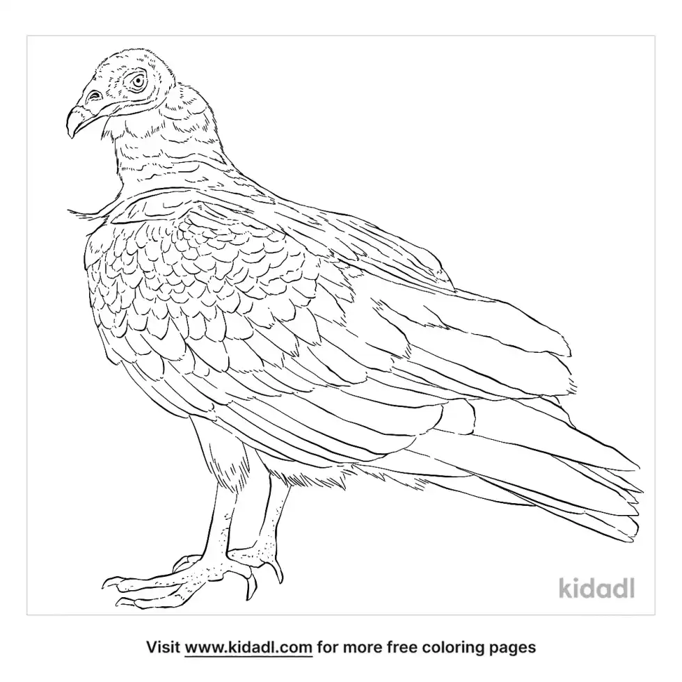 Turkey Vulture Coloring Page