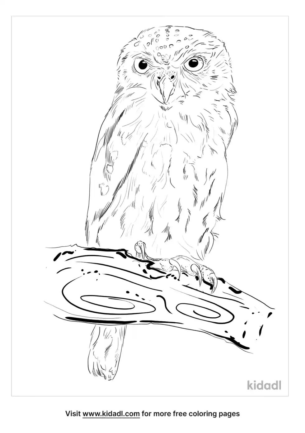Spotted Owlet Coloring Page