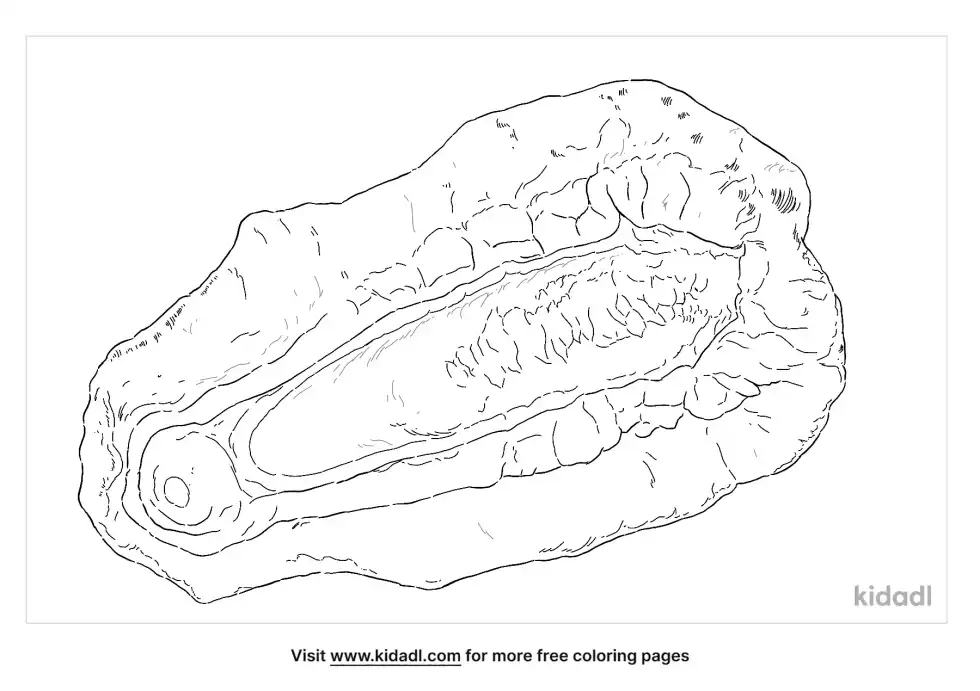 Gumboot Chiton Coloring Page