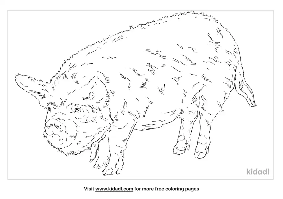 Kunekune Coloring Page