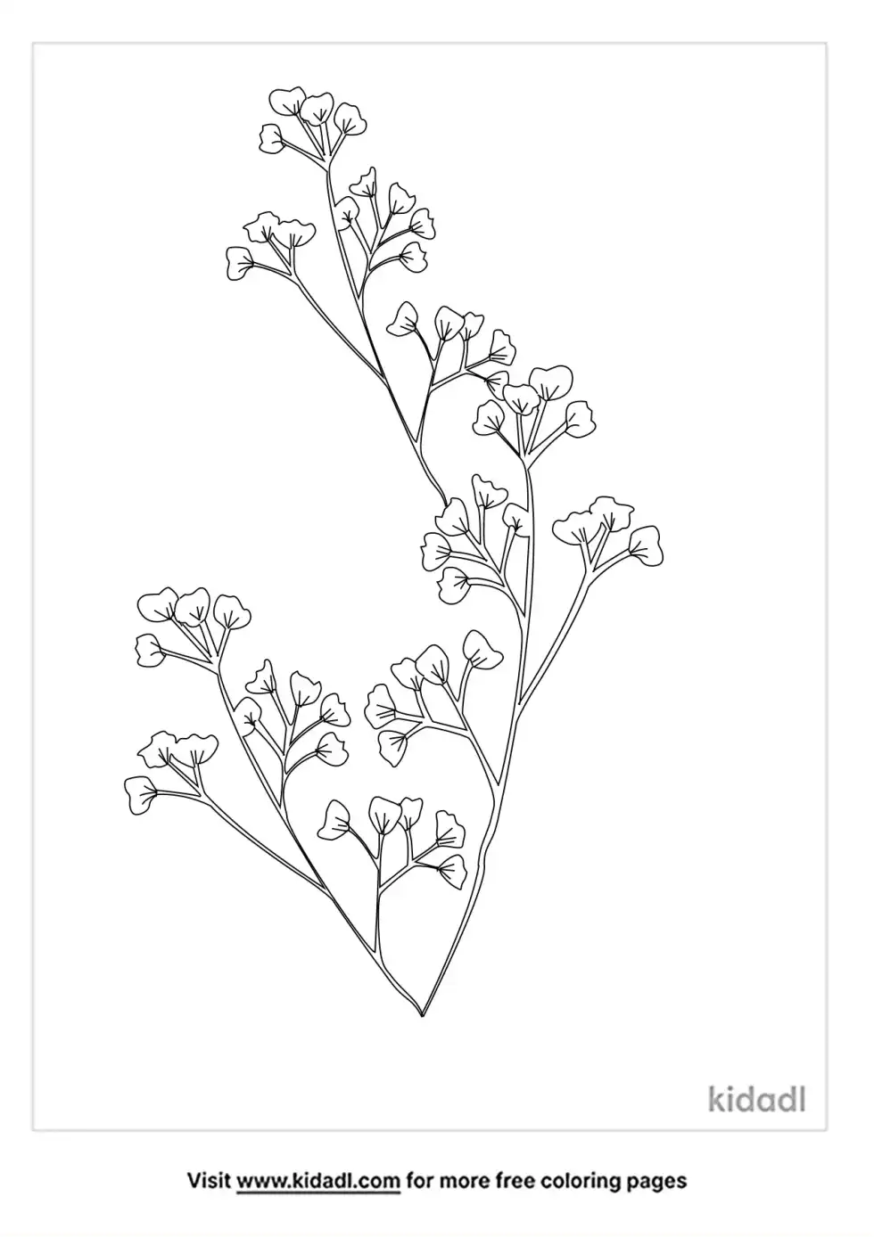 Baby's Breath Coloring Page