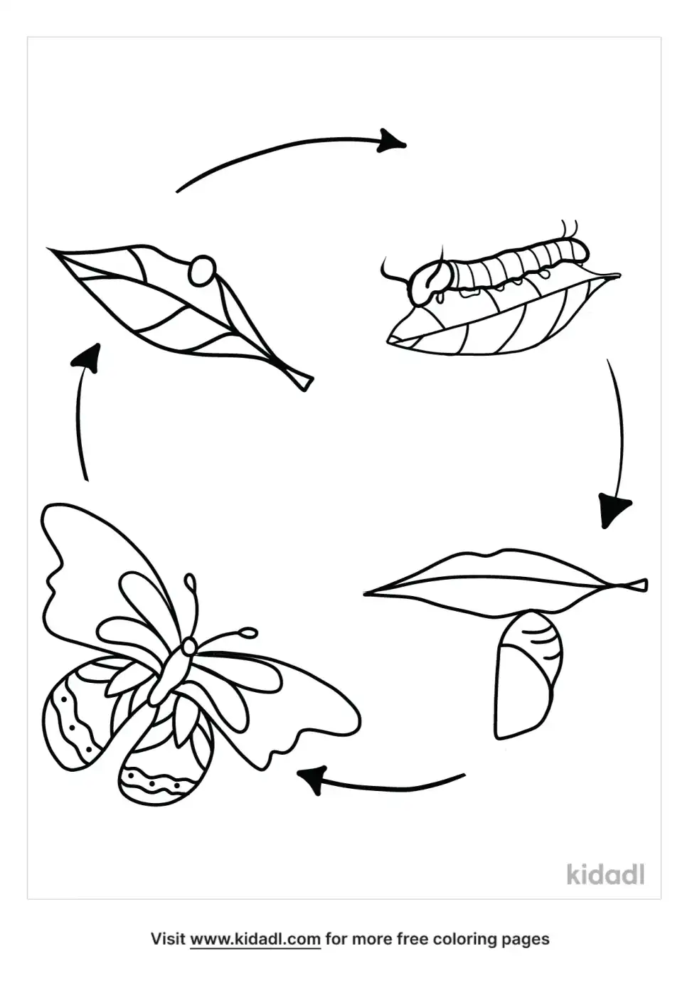 Life Cycle Coloring Page