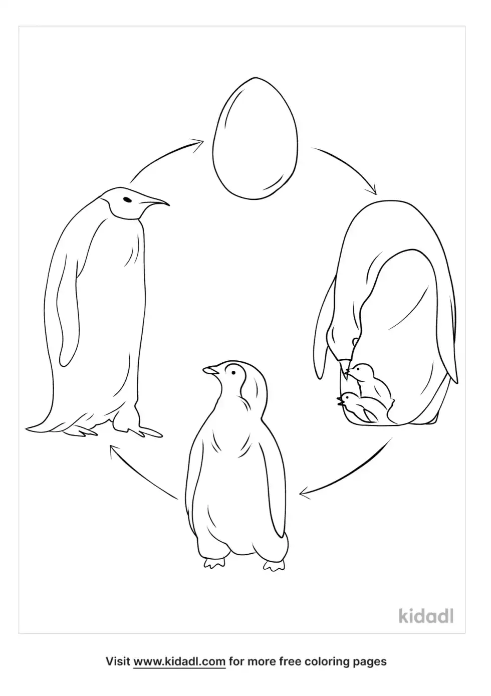 Life Cycle Of A Penguin Coloring Page
