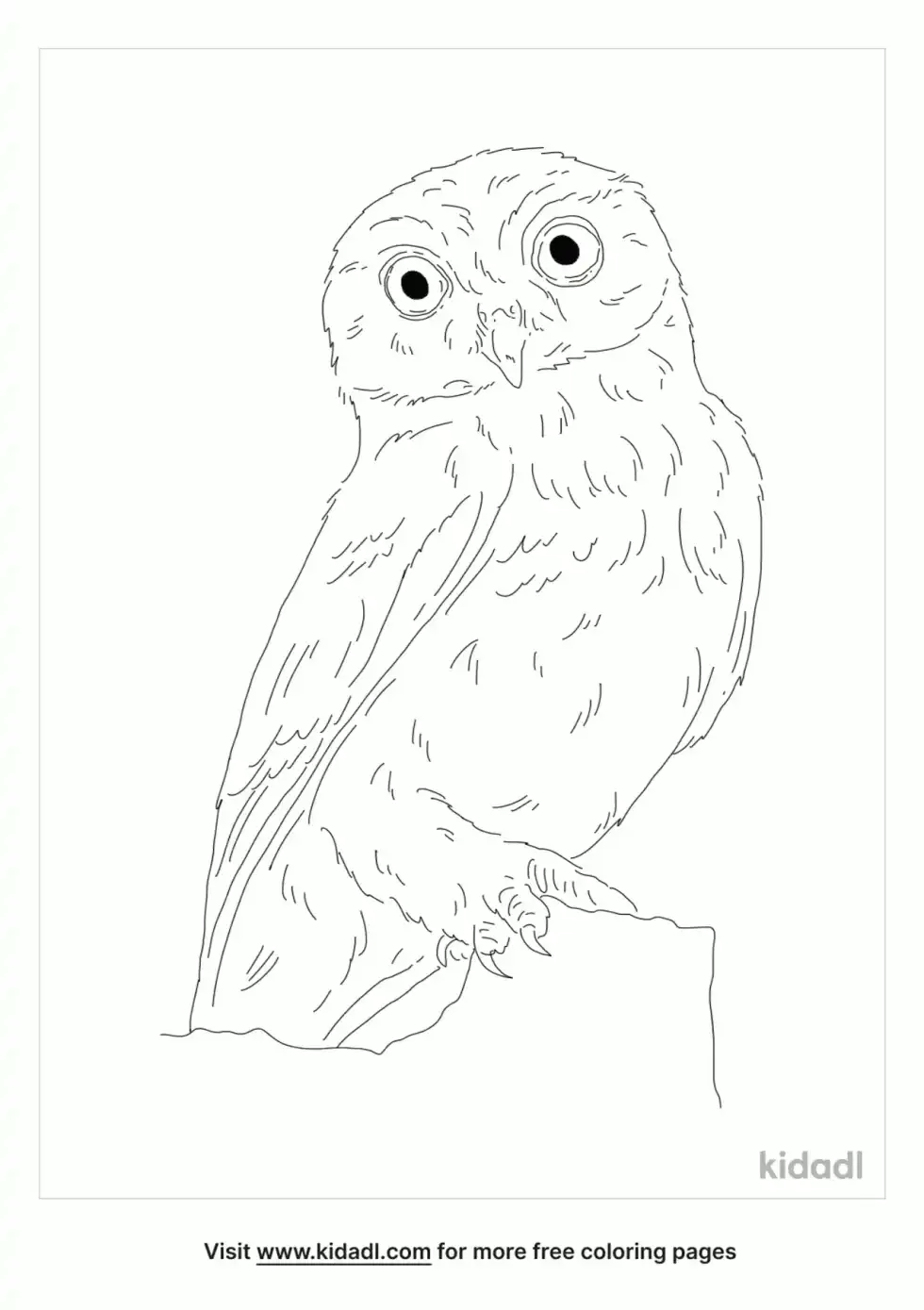Owlet Bird Coloring Page