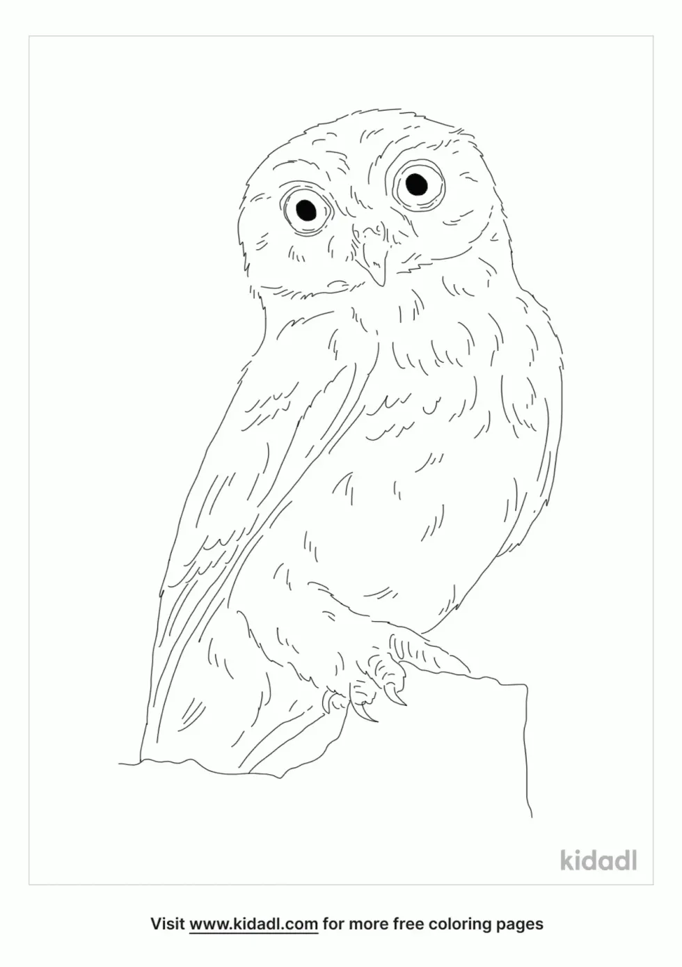 Owlet Bird